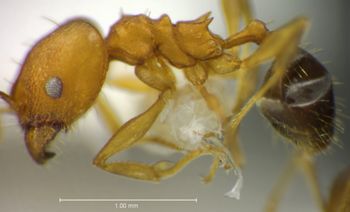Media type: image;   Entomology 35145 Aspect: habitus lateral view